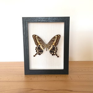 Real butterfly framed - Papilio lormieri specimen insect
