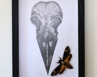 Real moth framed - Acherontia atropos Real skull moth framed with pencil drawing of a raven skull