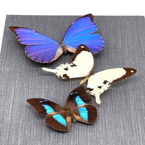 Real butterflies framed in a collage - with Morpho anaxibia, Papilio dardanus, Prepona demophon