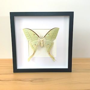 Può includere: Un esemplare di falena Luna verde e bianca incorniciato con una cornice nera.