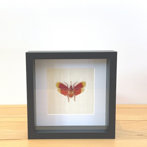 Real blood-red lanternfly - Pyrops hamdjahi - cicada in the picture frame