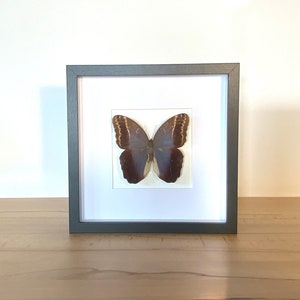 Real butterfly - Caligo ilioneus - in a picture frame insect specimen