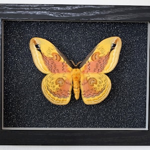 Real moth framed - Loepa oberthuri Stunning moth silk moth framed