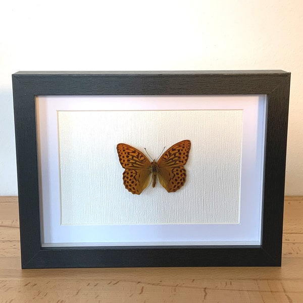 Real butterfly framed - Argynnis paphia, the imperial mantle silver line framed taxidermy noble butterfly of the year 2022