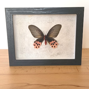 Real butterfly framed - Atrophaneura horishanus Papilio Aurora Swallowtail