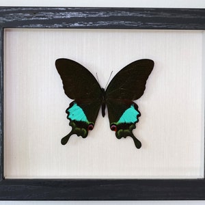 Real butterfly framed - Papilio Paris Parisian Peacock