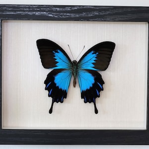 Real butterfly framed - Papilio ulysses ssp. telegonus, blue teardrop swallowtail mountain swallowtail specimen