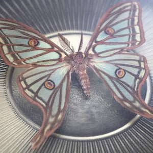 Real moth framed in vintage picture frame - Graellsia isabellae Isabella moth