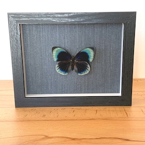 Real butterfly framed - Agrias beatifica rare metallic blue butterfly