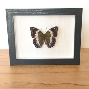 Real butterfly framed - Euthalia durga Bassarona Durga &quot;Blue Duke&quot; the blue duke