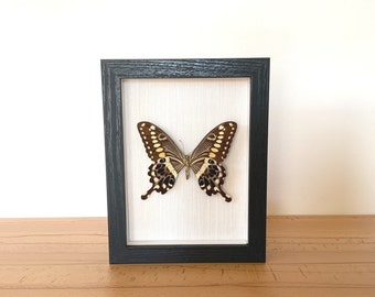 Real butterfly framed - Papilio lormieri specimen insect