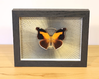 Real butterfly framed - Historis Odius - in a picture frame insect specimen