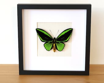 Vrai papillon - Ornithoptera priamus poseidon - oiseau papillon mâle dans un cadre photo spécimen d'insecte