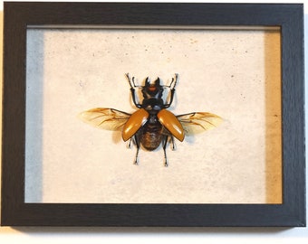 Puede incluir: Un espécimen de insecto enmarcado de un escarabajo ciervo volante con alas naranjas, exhibido sobre un fondo beige claro.