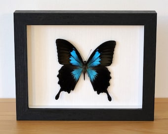 Prawdziwy motyl RZADKO - Papilio ulysses gabrielis - samiec w ramce na zdjęcia