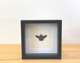 Real blue carpenter bee - Xylocopa caerulea - carpenter bee in a picture frame