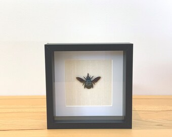 Giant Black Tropical Carpenter Bee (Xylocopa Latipes) Insect Specimen - Unmounted, From Indonesia