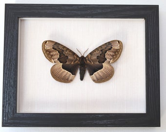 Real moth framed - Brahmaea tancrei