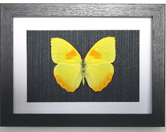 Real butterfly framed - Phoebis philea Orange-banded Sulphur butterfly