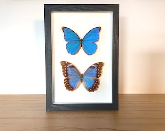 Real butterflies - Morpho anaxibia - pair in picture frame insect specimen