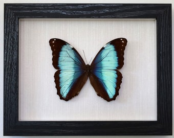 Farfalla vera incorniciata - Morpho deidamia, oggetto da collezione
