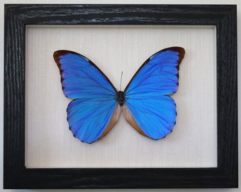 Real butterfly framed - Morpho Anaxibia Male Brazil