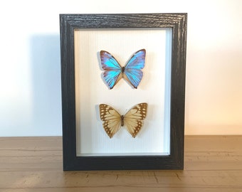 Real butterflies - Morpho aega - in a picture frame insect specimen