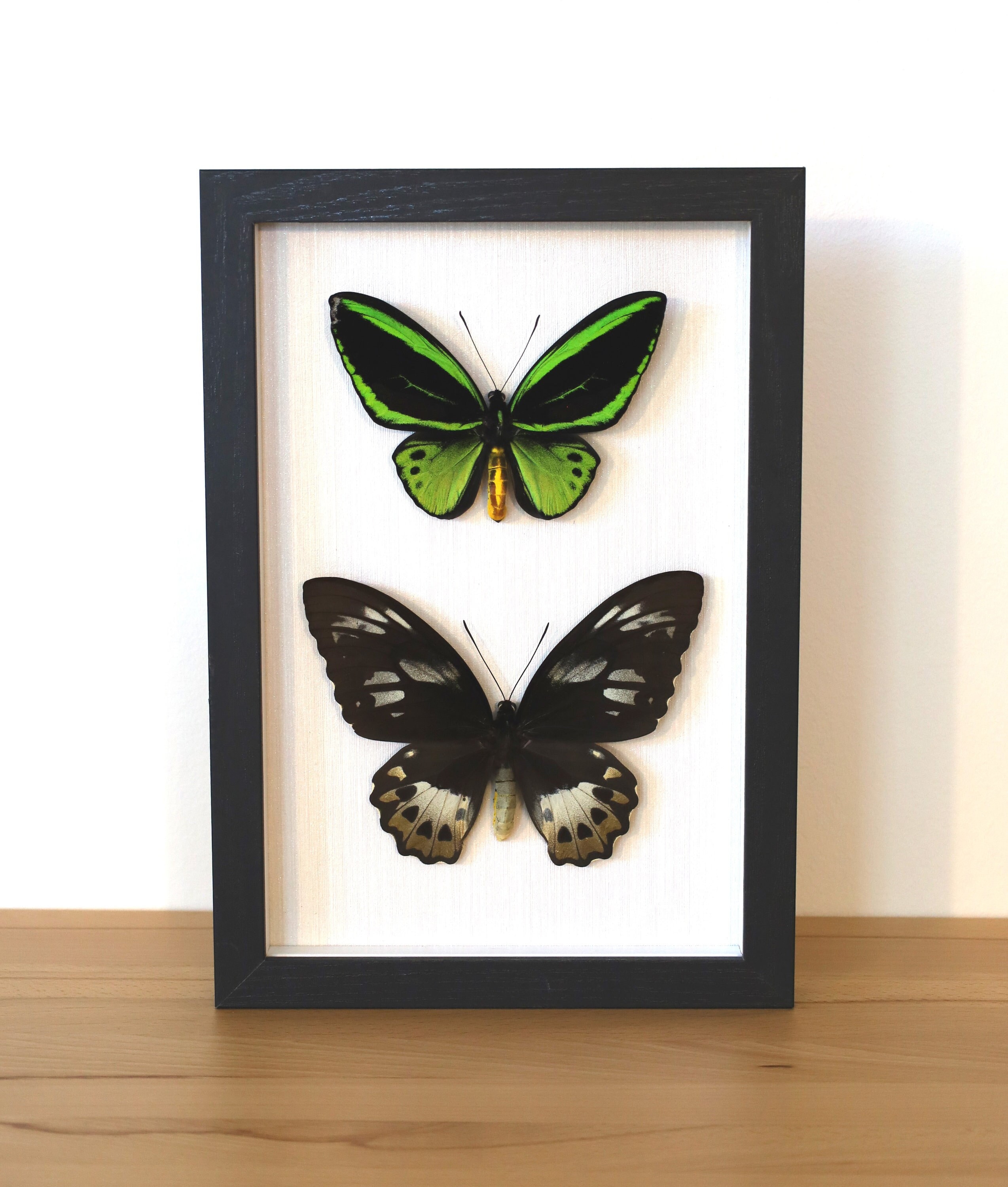 Real butterflies - Ornithoptera priamus poseidon - bird moth pair in picture frame insect preparation
