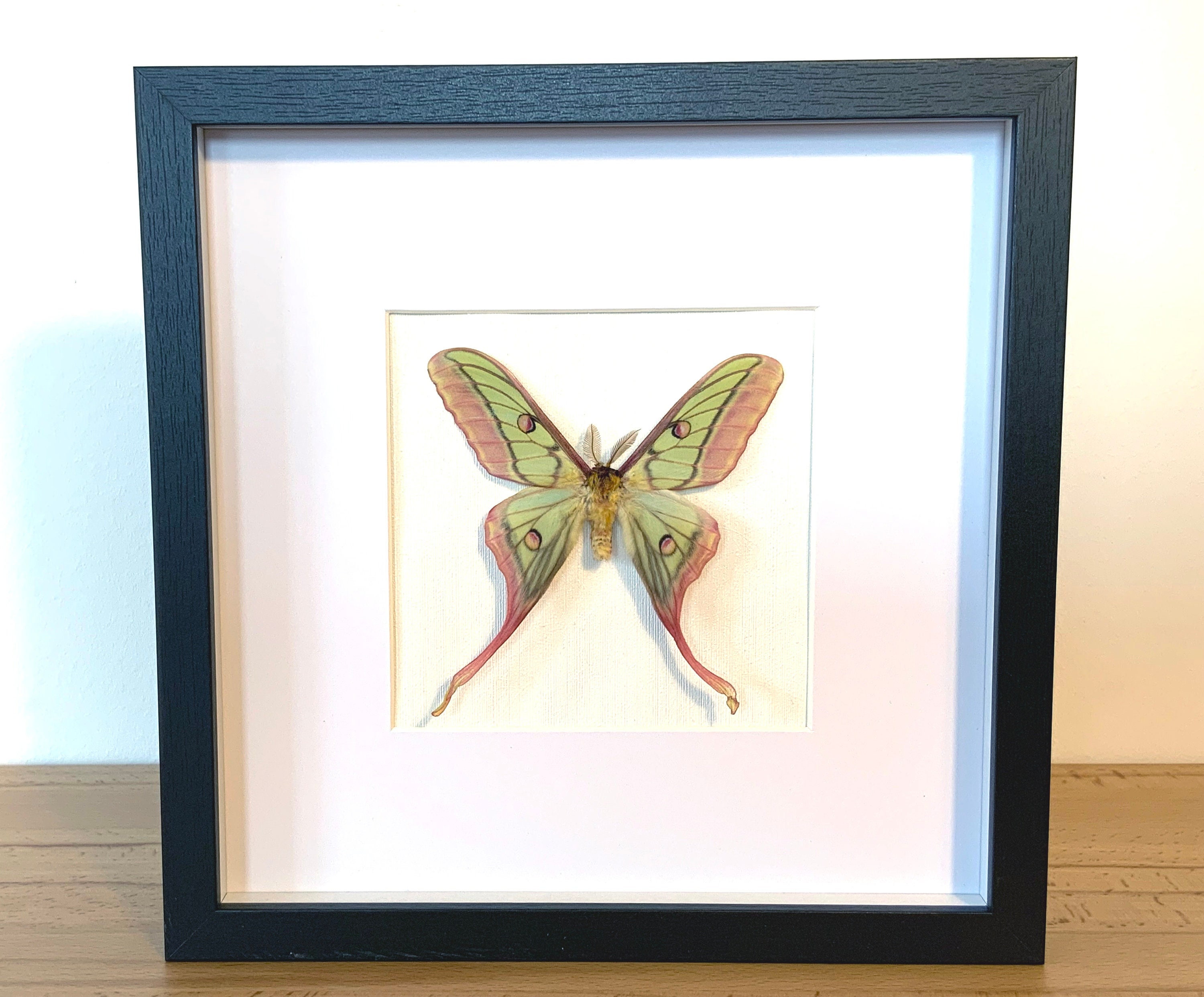Mariposas reales: híbrido Actias dubernardi x Graellsia isabellae
