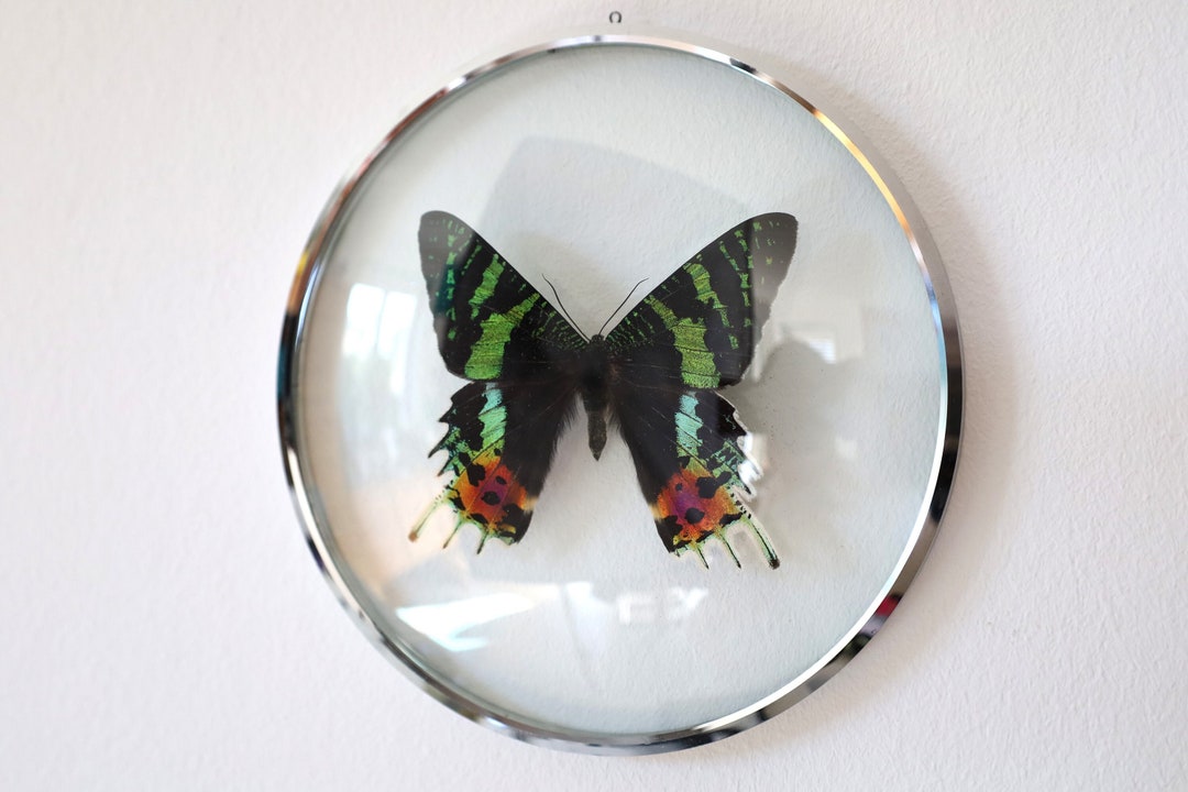 Dekorativer Metall-Bilderrahmen Mit Schmetterling – 12,7x17,8 Cm, Bunt, Für Foto & Deko