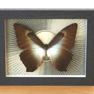 Real butterfly - Morpho cisseis gahua - in picture frame insect preparation
