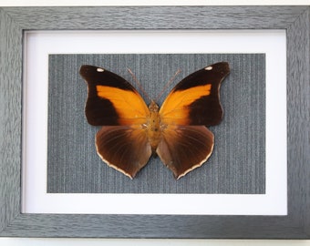 Real butterfly framed - Historis Odius collector's item