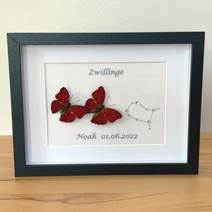 Zodiac Sign Gemini Framed with Real Butterfly - Cymothoe excelsa