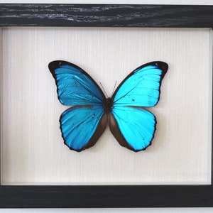 Real butterfly framed - Morpho menelaus the blue Menelaus morpho specimen entomology taxidermy display case