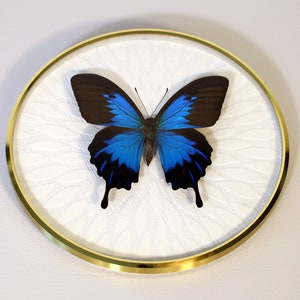 Real butterfly framed in vintage picture frames - Papilio ulysses ssp. telegonus, blue teardrop swallowtail specimen