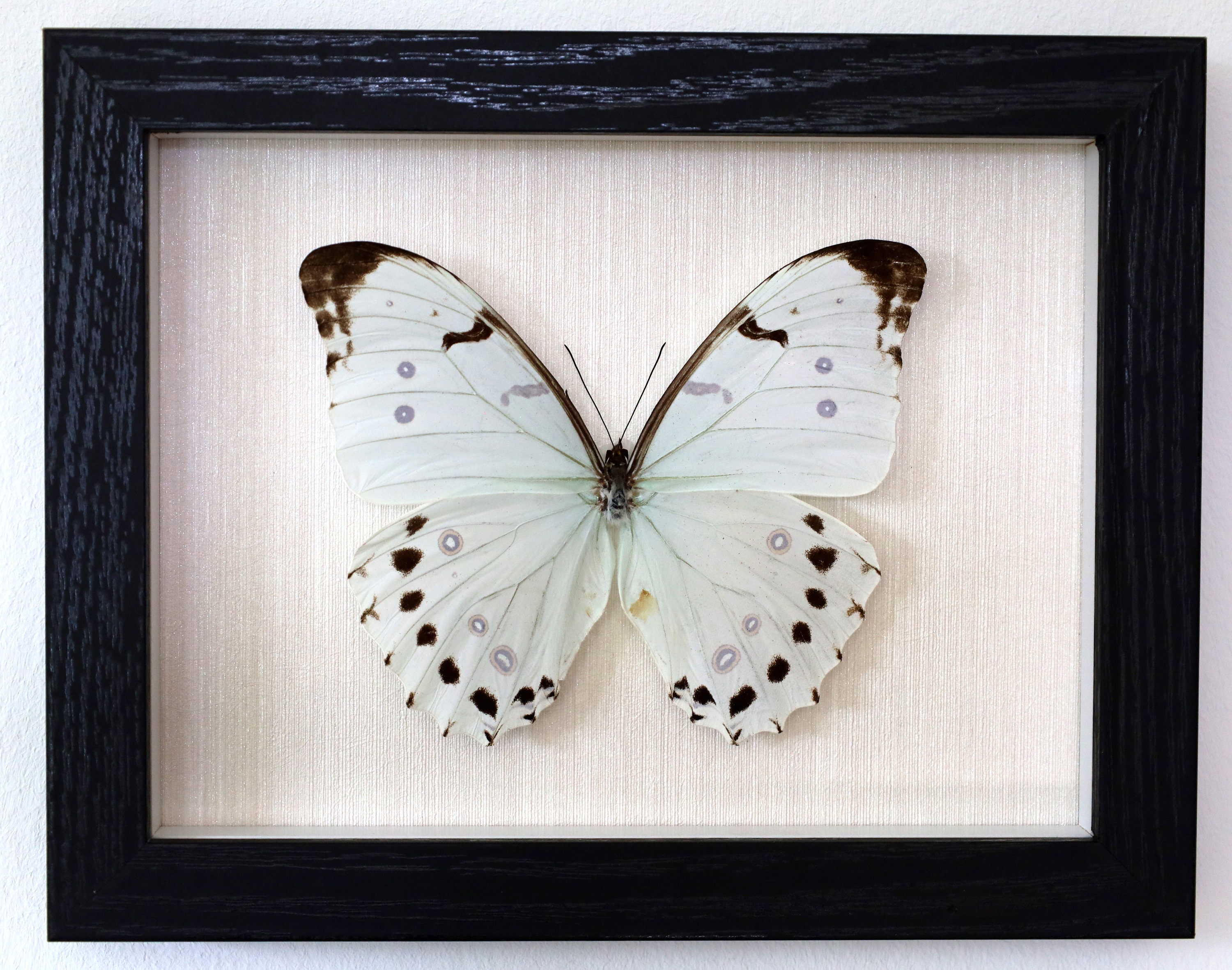 Morpho catenarius - Etsy 日本