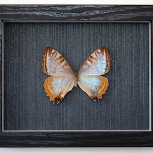 Real butterfly framed - Morpho lympharis ssp. eros female RARELY OFFERED!