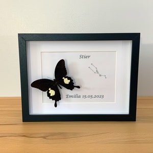 Zodiac sign Taurus framed with real butterfly - Papilio helenus ssp. helen