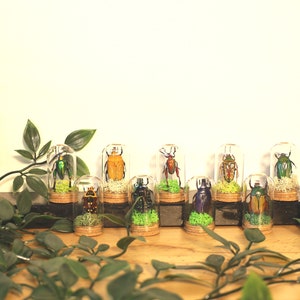 Real beetles in a glass M curiosities glasses preserved specimens