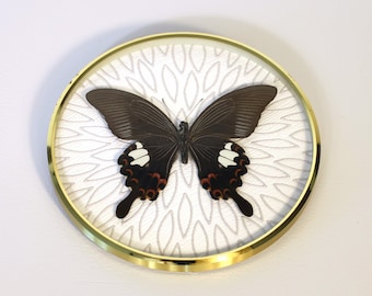 Real butterfly framed in vintage picture frame - Papilio helenus ssp. helenus -