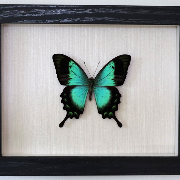 Echter Schmetterling gerahmt - Papilio lorquinianus Meergrüner Schwalbenschwanz