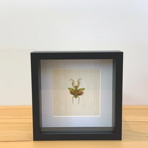 Puede incluir: Un espécimen de insecto enmarcado de una mantis verde con marcas marrones, exhibido sobre una superficie de madera clara.