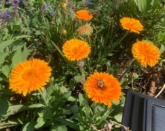 Calendula, Resina