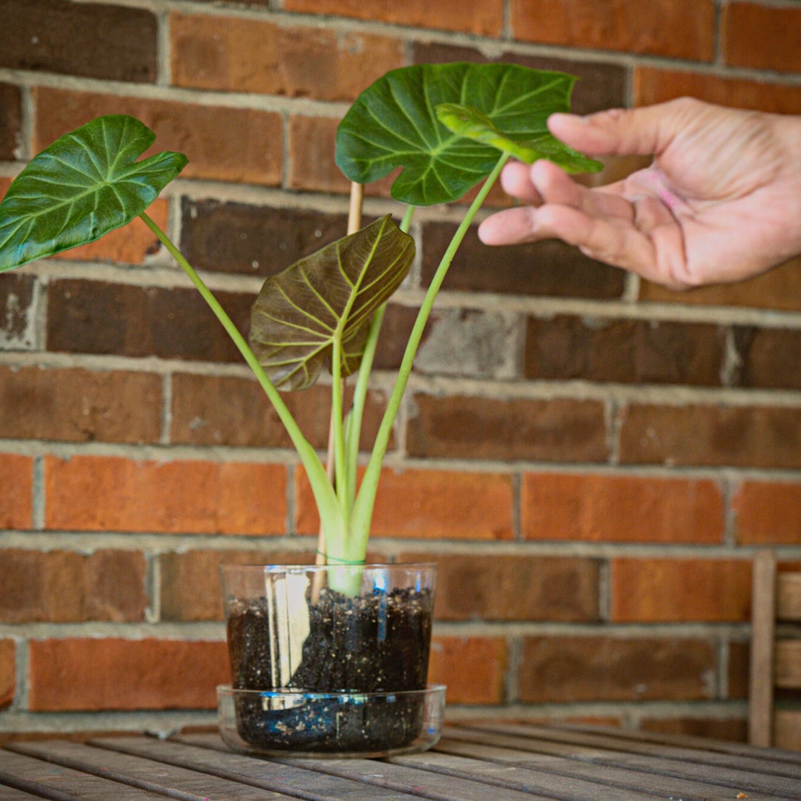 Sheer Glass Pot Planter With Drainage Holes and Tray 6 Etsy