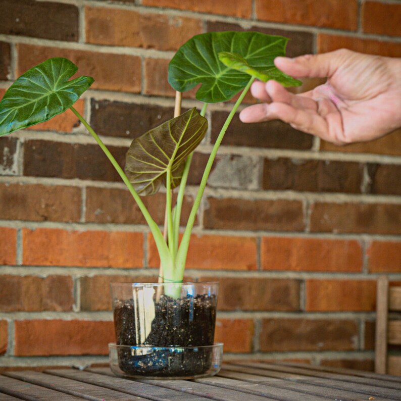 Sheer Glass Pot Planter With Drainage Holes and Tray 6 Etsy