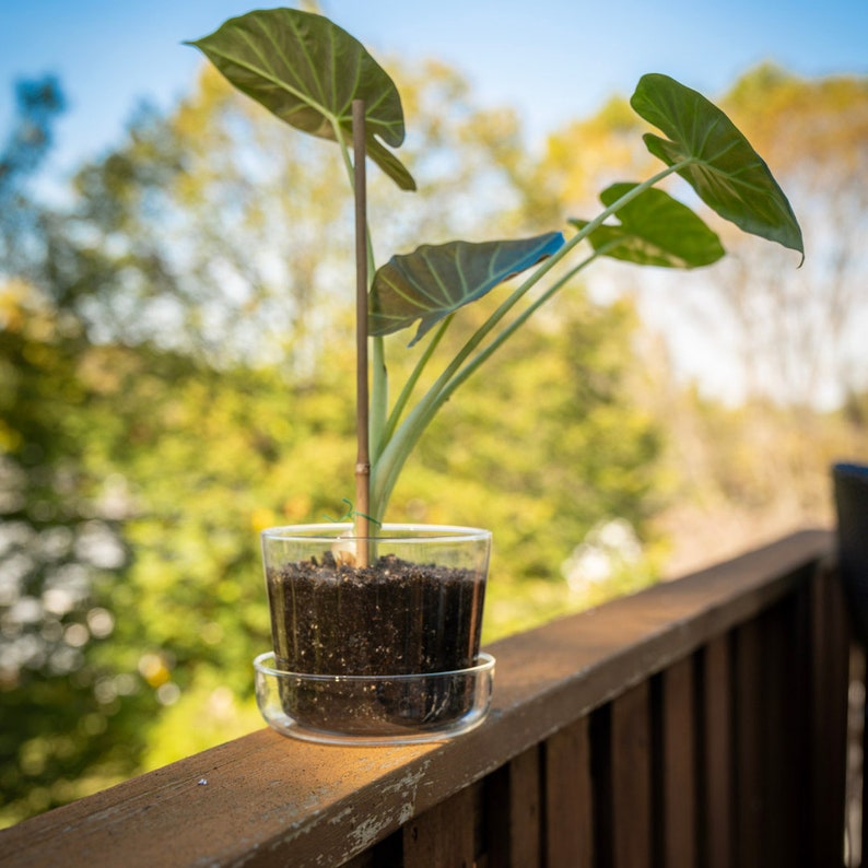 Sheer Glass Pot Planter With Drainage Holes and Tray Etsy