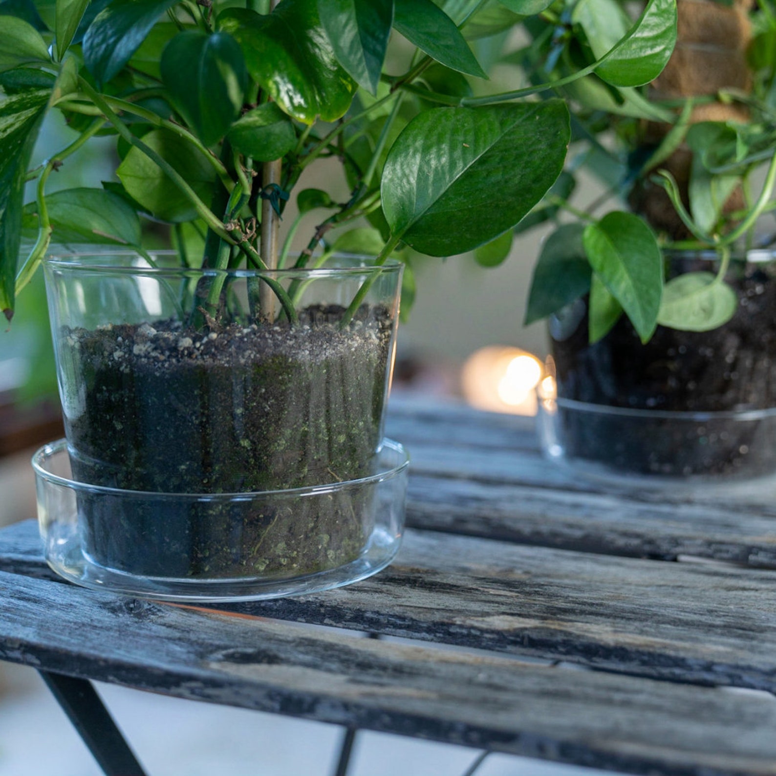 Sheer Glass Pot Planter With Drainage Holes And Tray 6 Etsy sheer-glass-pot-planter-with-drainage-holes-and-tray-6-etsy