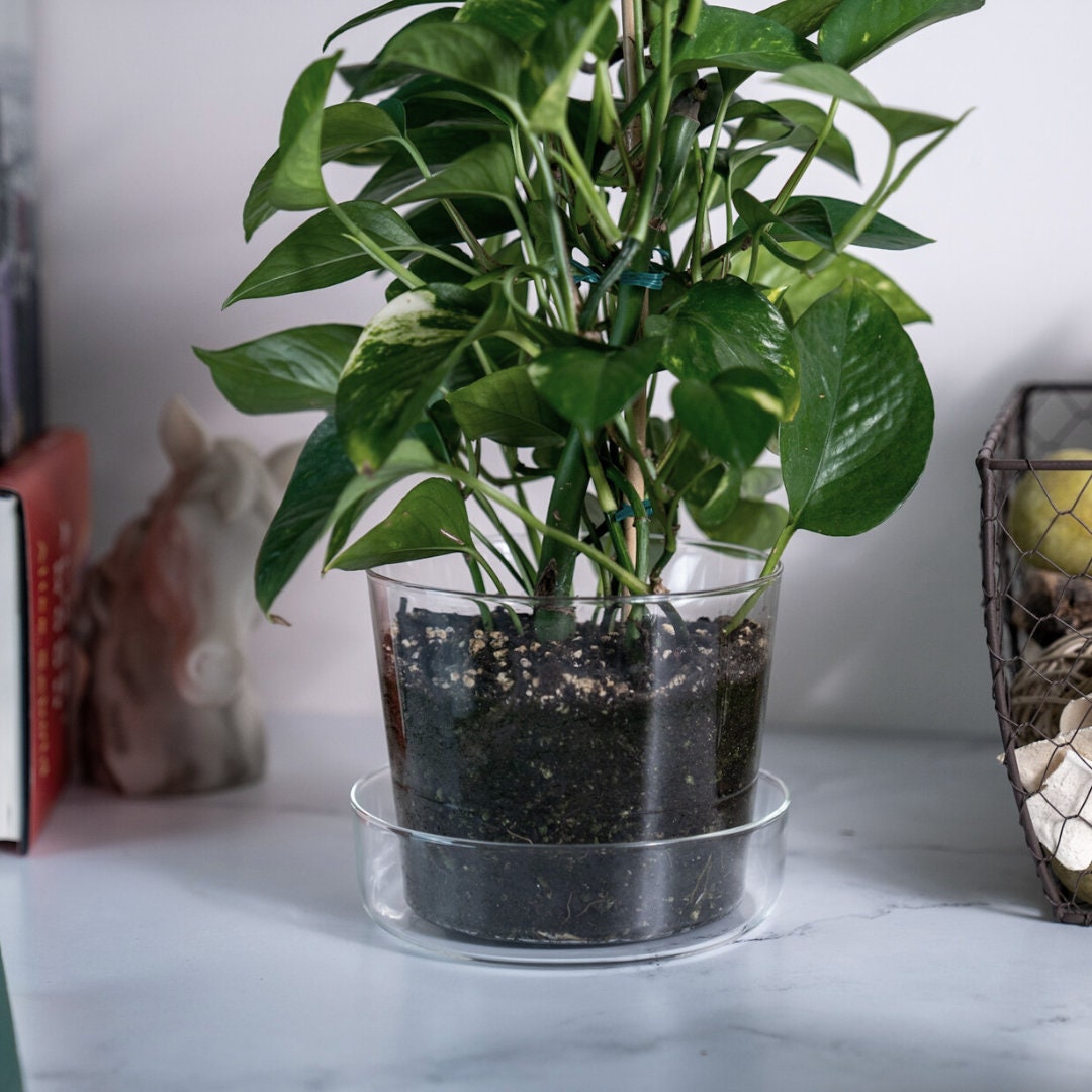 Clear Glass Pot