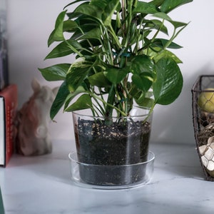 Jardinière en pot en verre transparent avec trous de drainage et plateau - Décorative et moderne pour toutes les plantes d'intérieur (transparent)