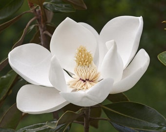 Sweetbay Magnolia (Magnolia virginiana Southern), 10 Seeds